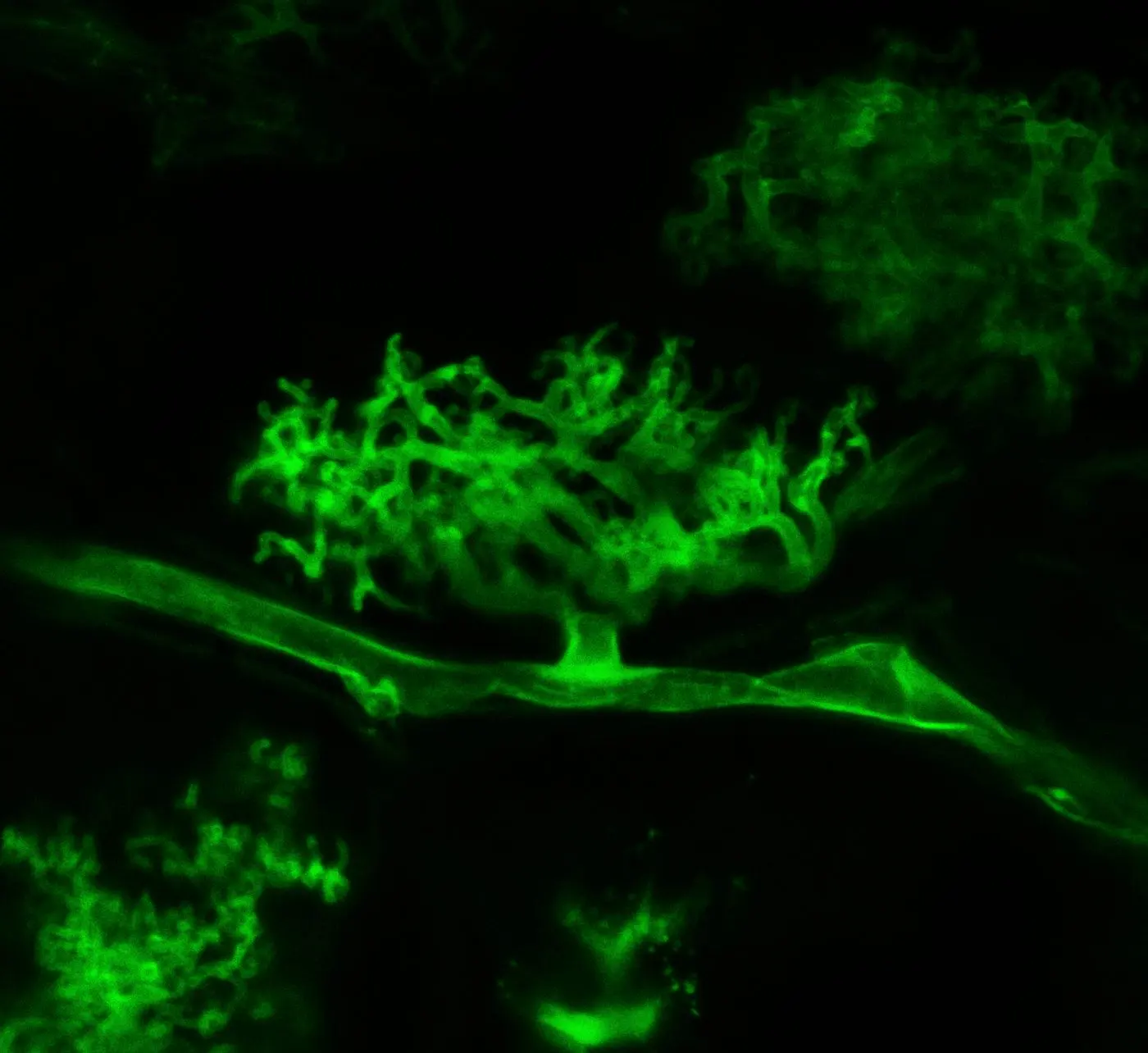 A single fluorescing arbuscule branching inside a maize root cell, imaged by confocal microscopy.