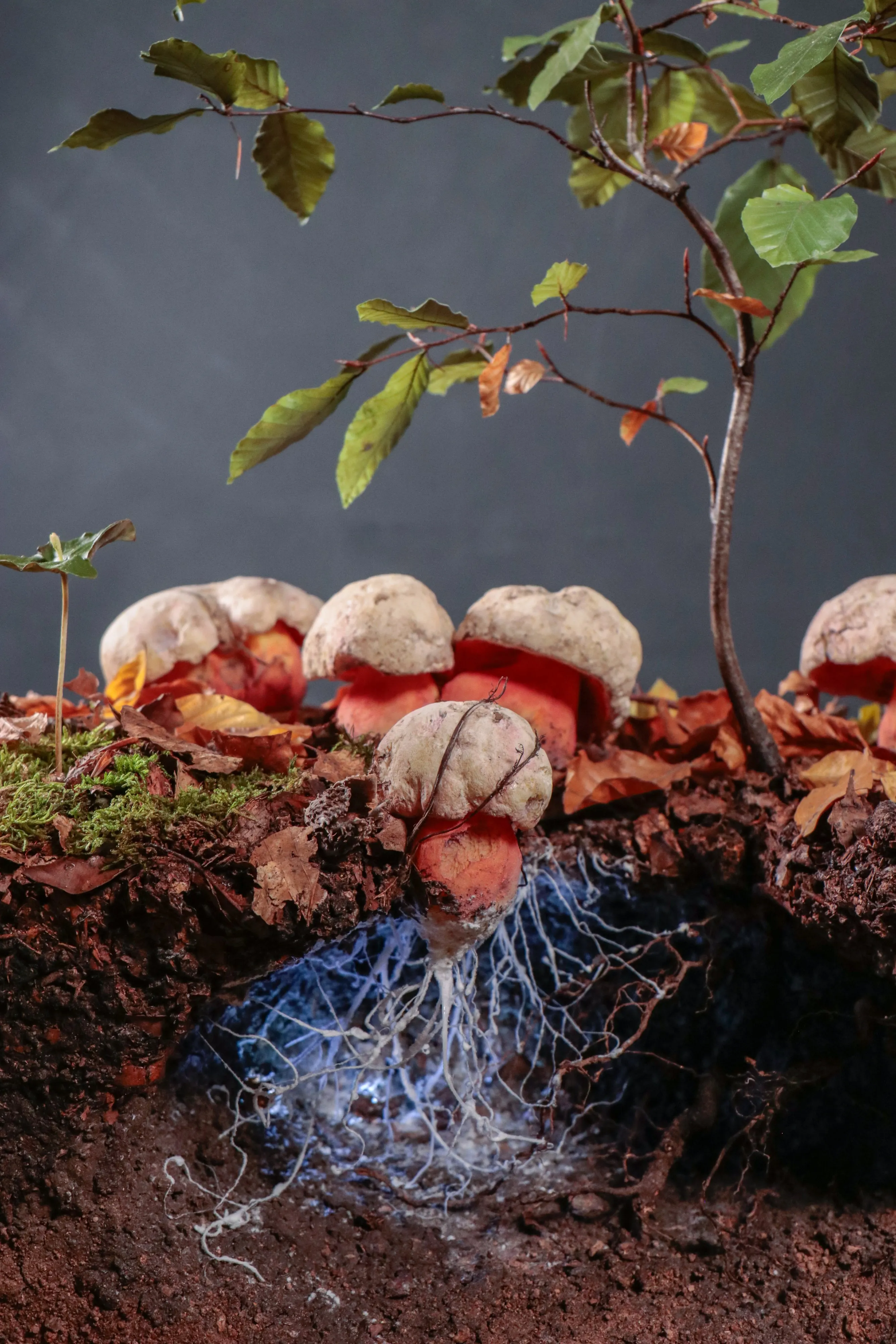 Museum cutaway of devil's bolete on beech litter: fruiting bodies above the soil, mycelium running down through the roots.
