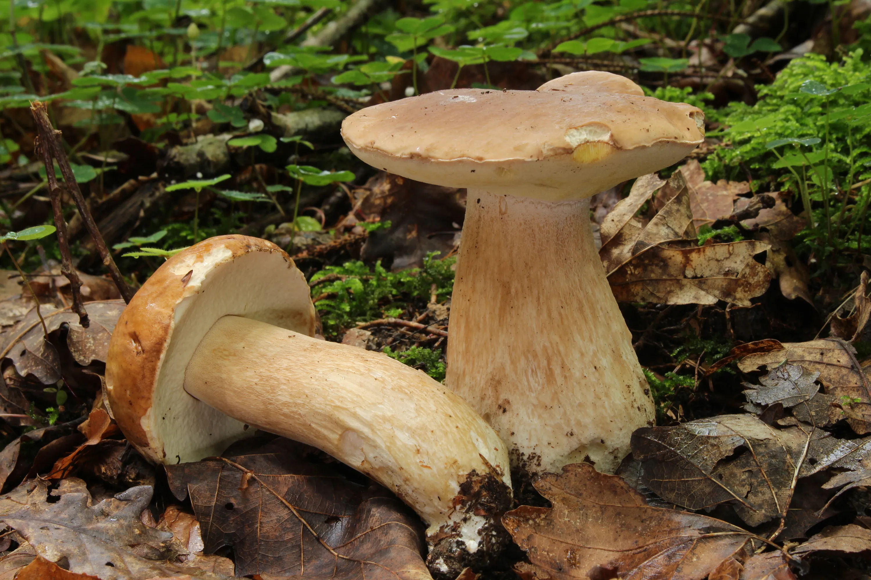 Two Boletus edulis fruiting bodies on oak leaf litter, one fallen to show the pore surface.