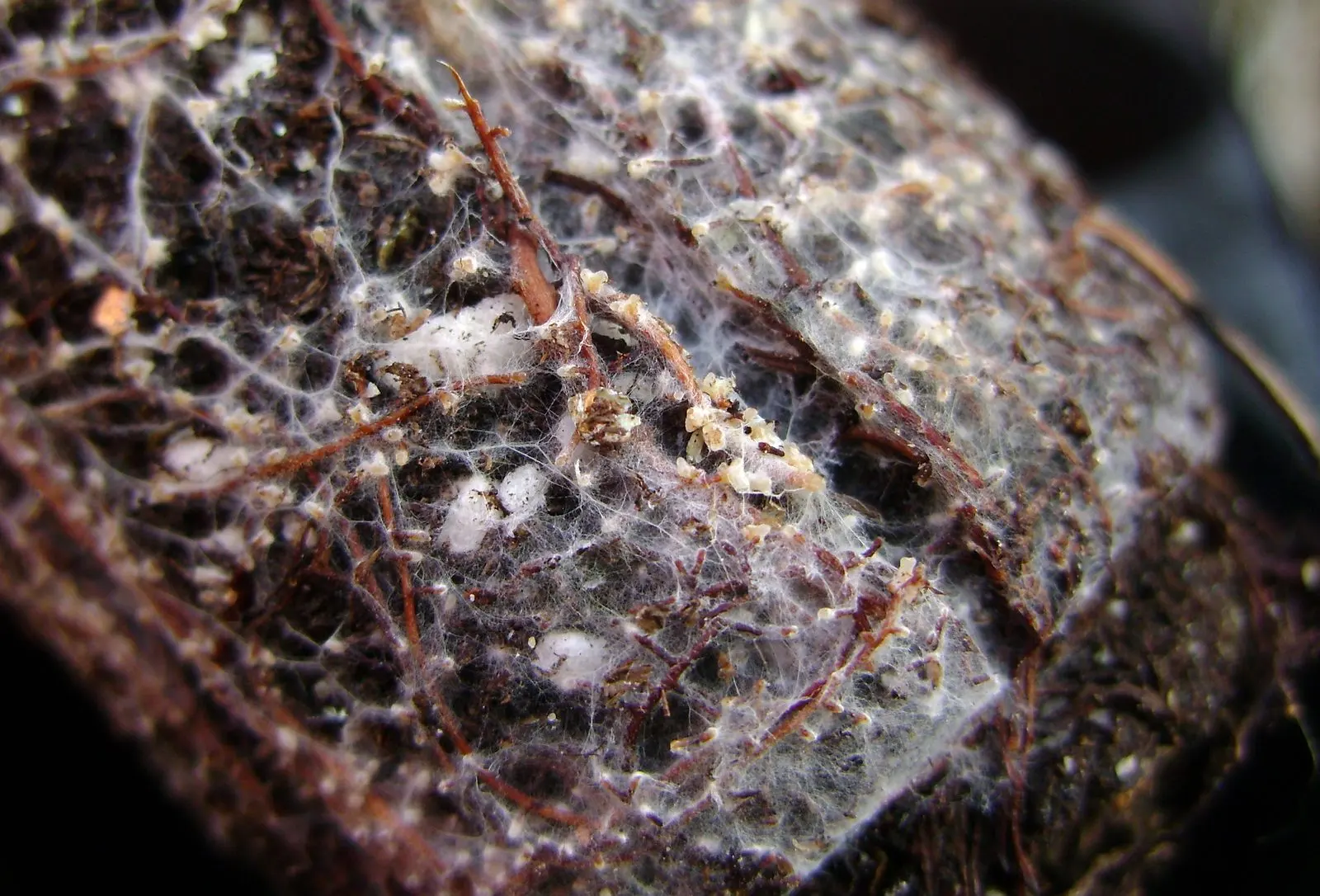 White extraradical mycelium spreading across the roots of a white spruce seedling.