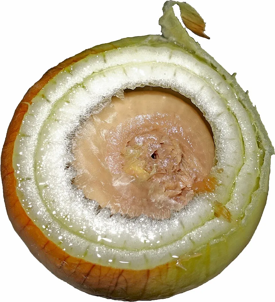 The same cut, on an onion held past its useful storage life: the centre has browned and collapsed while the outer rings remain pale