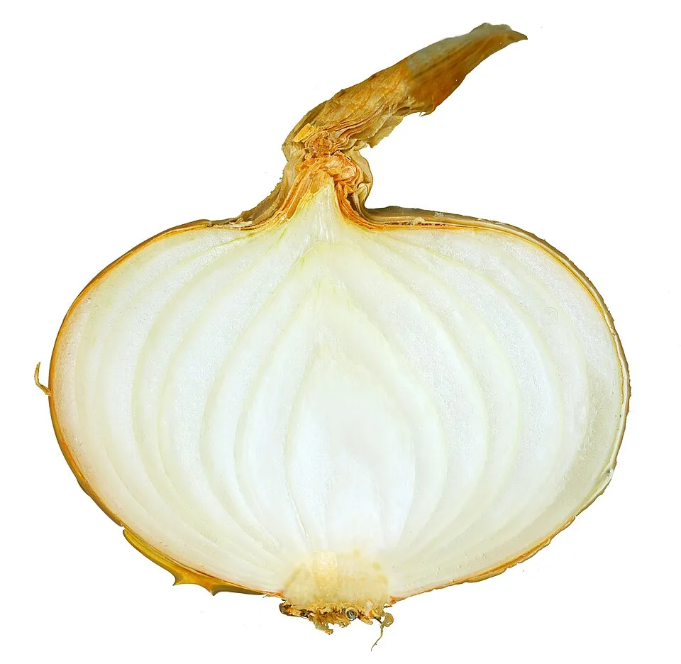 An onion cut in half, its cross-section pale and translucent from the outer rings to the centre