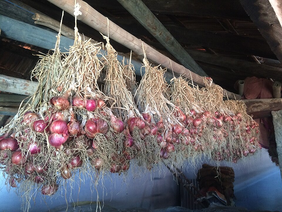 Bunches of dry onions, roots and stalks still attached, hung from roof beams in a dark, unheated storage room