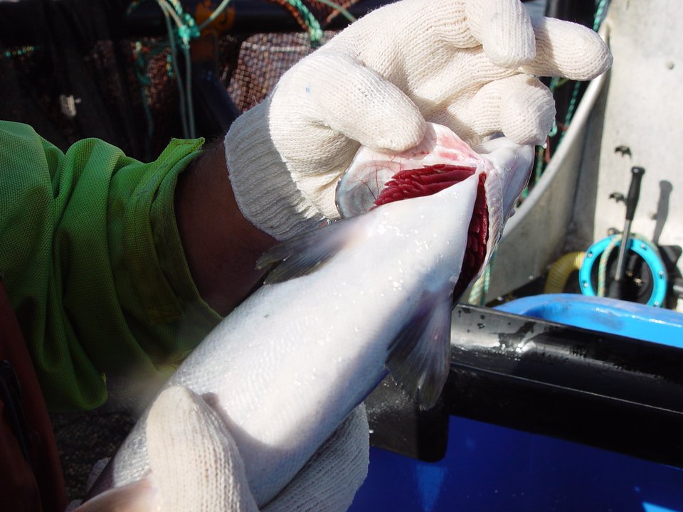 A gloved hand lifts the gill cover of a whole salmon to expose bright red gill filaments and the clear, moist eye beneath, the two checks performed together at the point of inspection