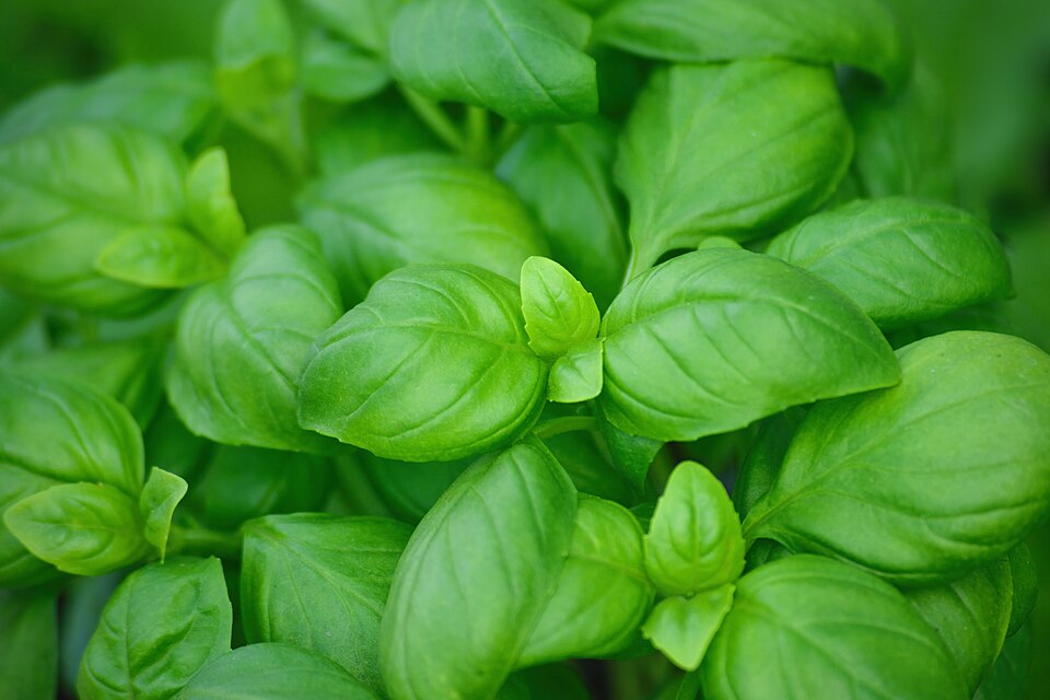 Fresh green basil leaves on the plant, the leaf aromatic whose volatile compounds are the most heat-sensitive of the four discussed this week