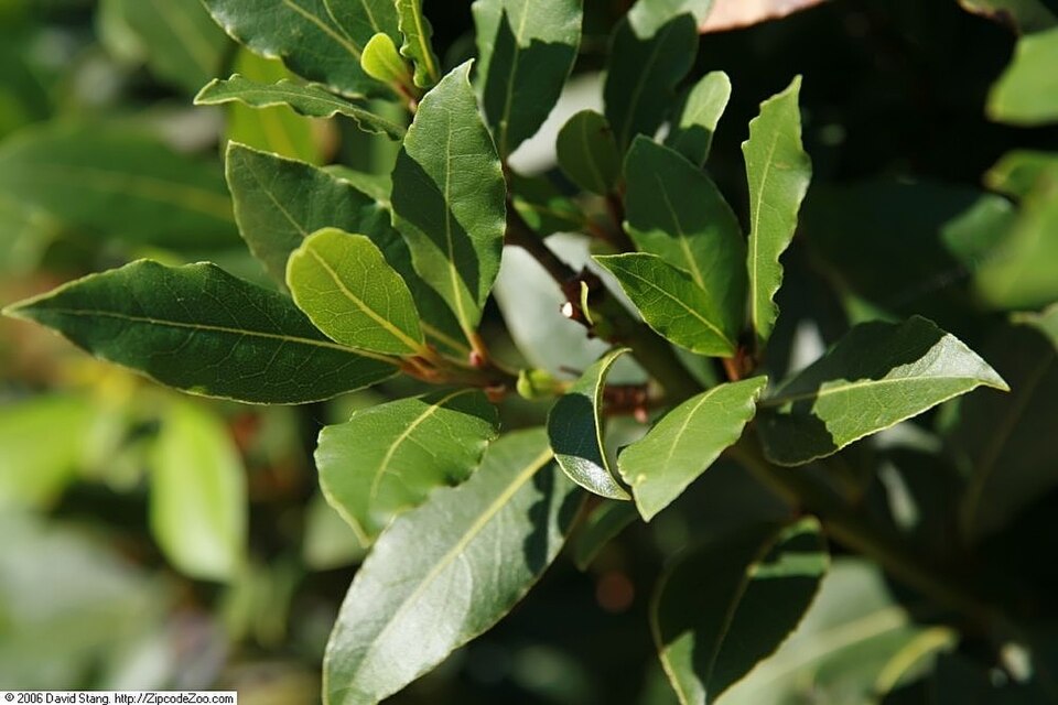 Bay laurel leaves still on the branch, glossy and leathery — the leaf aromatic robust enough to survive early addition