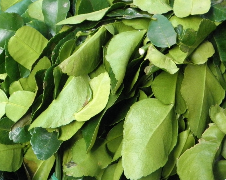Kaffir lime leaves in their distinctive double-lobed shape, still attached to the stem