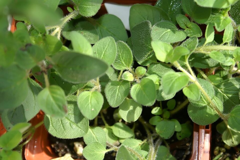 Fresh oregano sprigs with small paired leaves, the herb that tolerates moderate cooking time