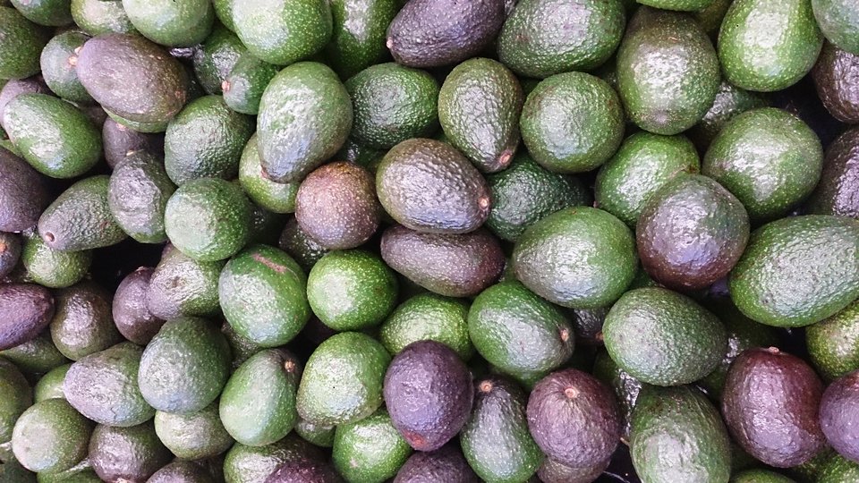 A pile of unripe avocados, still counter-stage rather than ready for the refrigerator