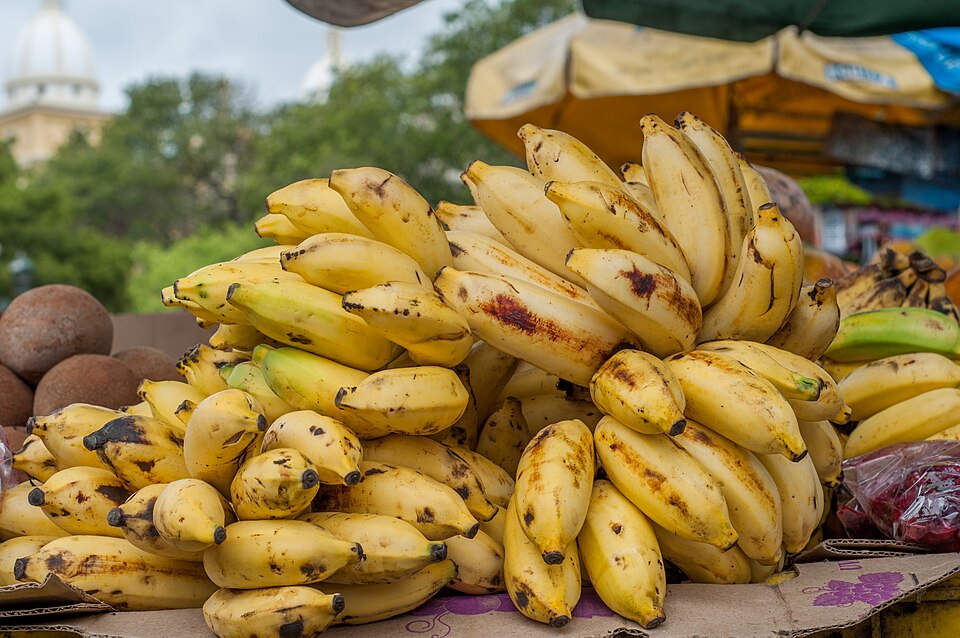 A bunch of bananas, a climacteric fruit that keeps ripening after it is picked