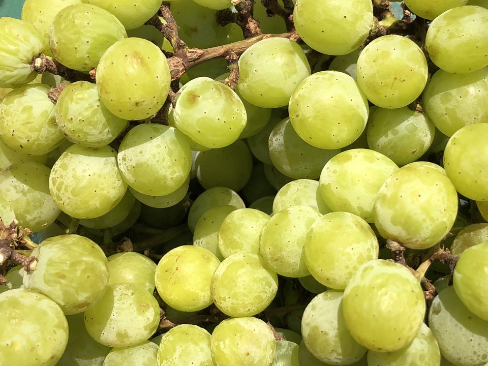 A bunch of green table grapes, a non-climacteric fruit that stops ripening once picked