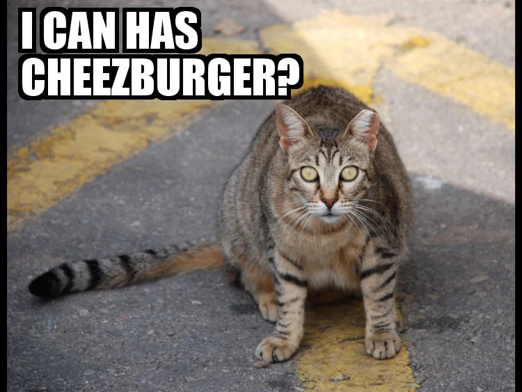 A tabby cat looks up at the camera below the meme caption “I CAN HAS CHEEZBURGER?”.