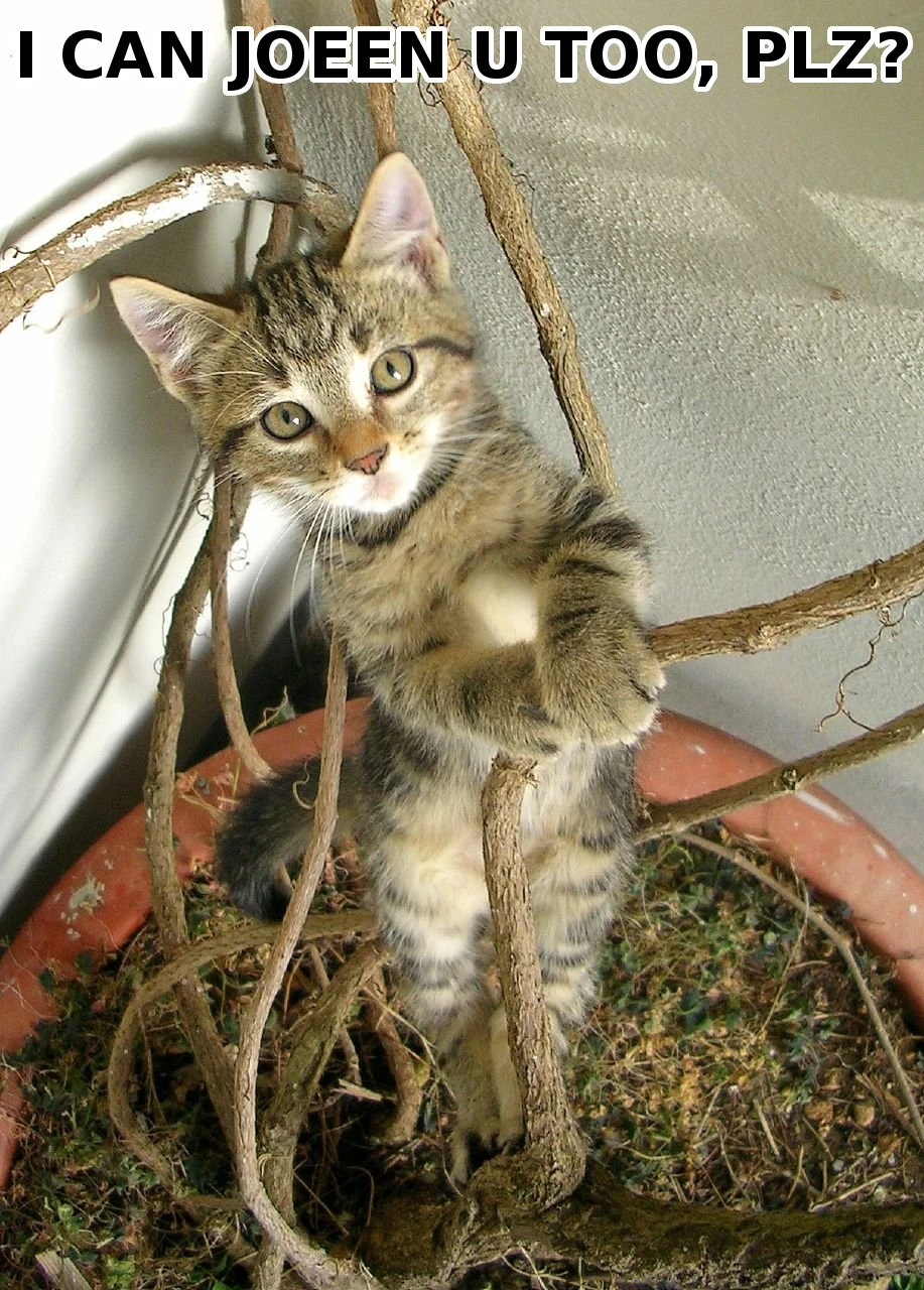 A kitten clings to a potted tree below the caption “I CAN JOEEN U TOO, PLZ?”.